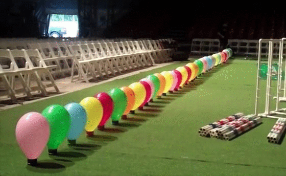 Гифка Массовое уничтожение воздушных шариков собакой