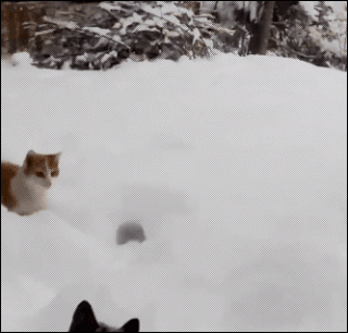 Гифка Кошка прыгает в снег
