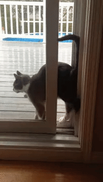 Гифка Кот проникает в квартиру