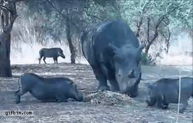 Гифка Носорог защищает территорию