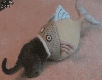 Гифка Кот забирается в рыбу