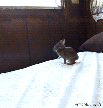Гифка Прыжок крольчонка