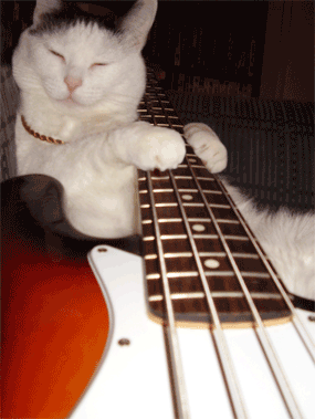 Гифка Кот играет на бас-гитаре
