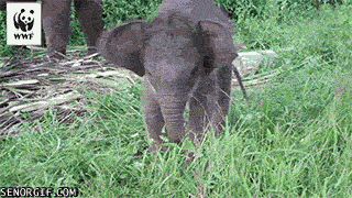 Гифка Слонёнок ест траву