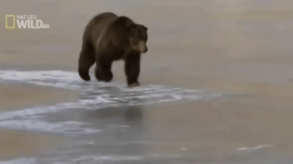 Гифка Медведь на скользком льду