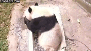 Гифка Панда в ванной