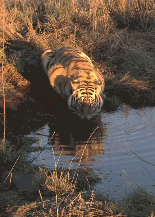 Гифка Тигр на водопое