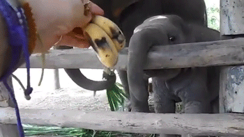 Гифка Слонёнок лакомится бананами