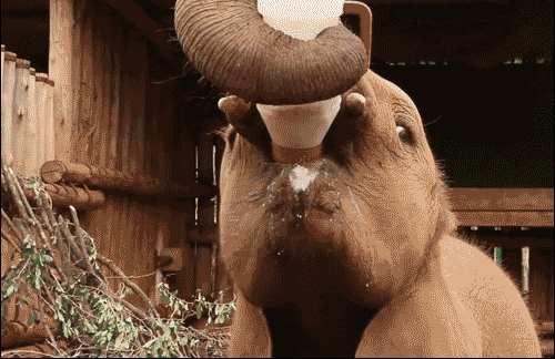 Гифка Слонёнок не хочет отдавать бутылку с молоком