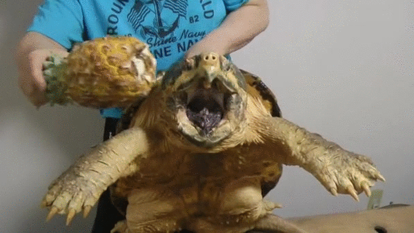 Гифка Черепаха ест ананас