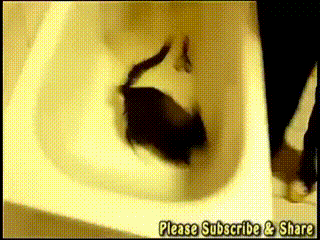 Гифка Кошка паникует в ванной