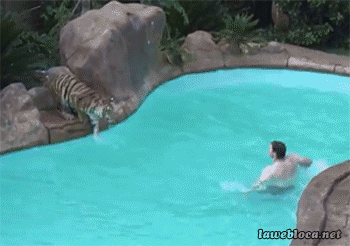 Гифка Тигр в бассейне