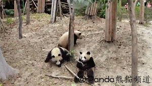 Гифка Панда падает с дерева