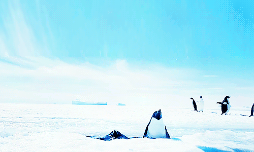Гифка Пингвины выпрыгивают из проруби