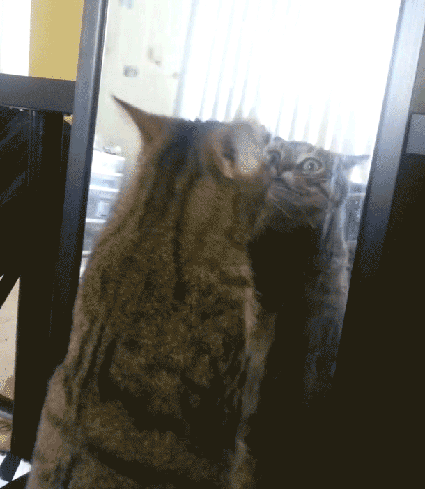 Гифка Кот против зеркала