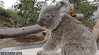 Гифка Ловкая коала