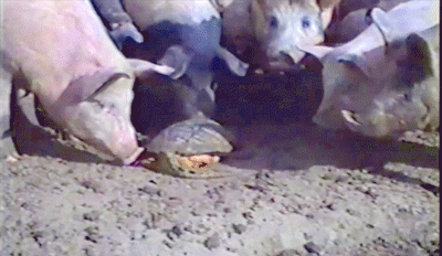 Гифка Черепаха отбивается от свиней