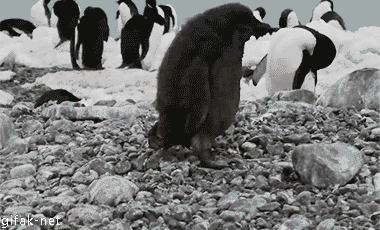 Гифка Пингвин споткнулся о камень