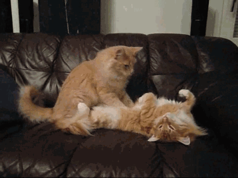 Гифка Кошки делают массаж
