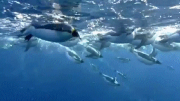 Гифка Пингвины под водой