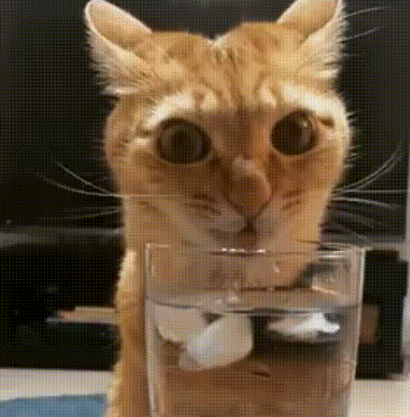 Гифка Кот пьёт воду со льдом