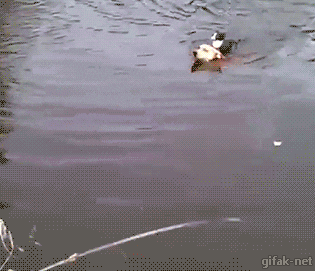 Гифка Кот плывёт на собаке