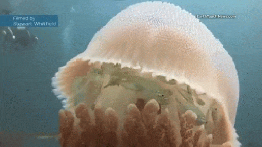 Гифка Рыбы в медузе