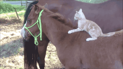 Гифка Кошка кусает лошадь за гриву