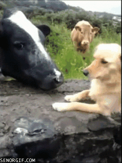 Гифка Корова и собака