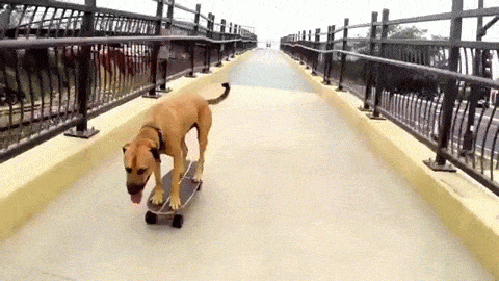Гифка Собака на скейте