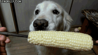 Гифка Собака ест кукурузу