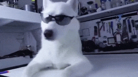 Гифка Собака снимает очки