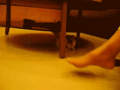Гифка Котёнок нападает из засады