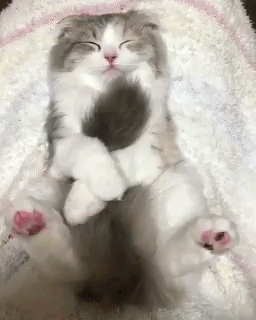 Гифка Кот спит со своим хвостом