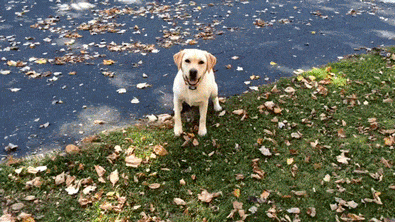Гифка Собака ищет теннисный мяч в листьях