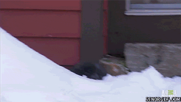 Гифка Щенок в снегу