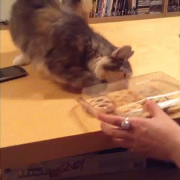 Гифка Кот помогает открыть коробку с печеньем