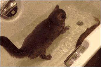 Гифка Кот и рыба в ванной