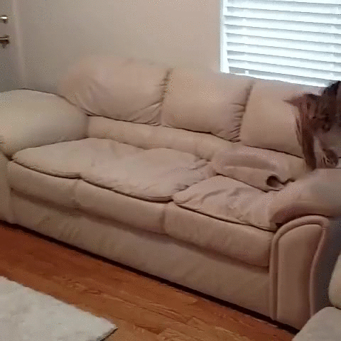 Гифка Дикий кот на диване