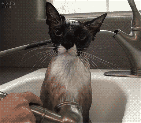 Гифка Мытьё кошки в раковине