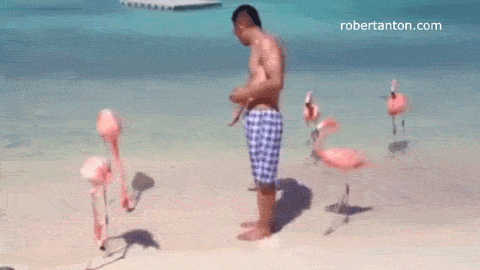 Гифка Нападение фламинго на человека