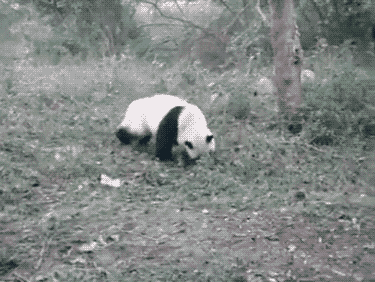Гифка Панда кувыркается в лесу