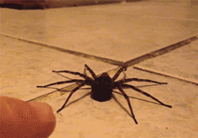 Гифка Испуганный паук
