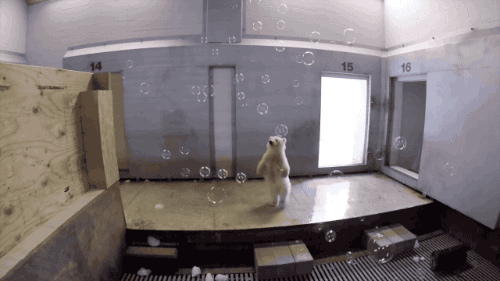 Гифка Белый медвежонок и мыльные пузыри