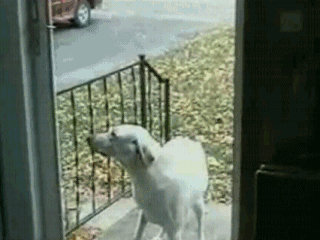 Гифка Собака и невидимая дверь