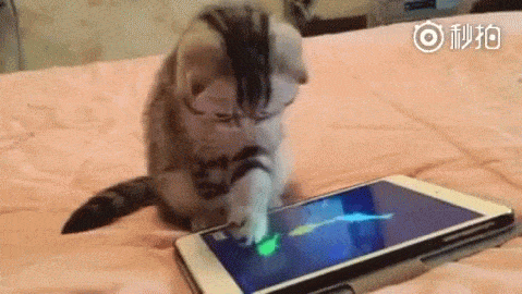 Гифка Котёнок ловит рыбок в планшете