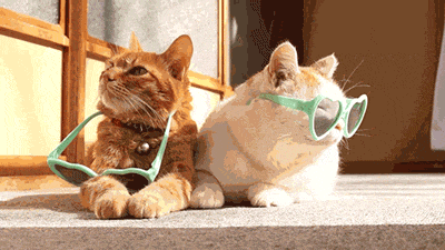Гифка Коты принимают солнечную ванну