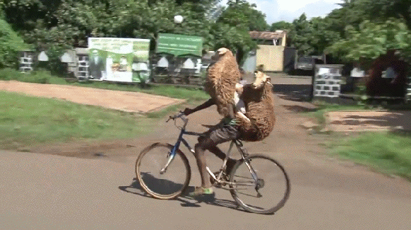 Гифка Транспортировка овец на велосипеде