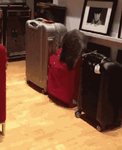 Гифка Кот залезает в чемодан