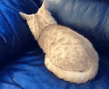 Гифка Кошка залезает в диван